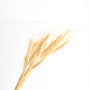 Ramo de trigo Verde